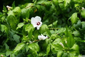 Hibiscus syriacus Red Heart     